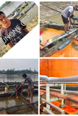 Dugaan Pencemaran CPO PT Kruing di Sungai Mahakam: Ikan Keramba Mati Mendadak DLH Tunggu Uji Lab Samarinda