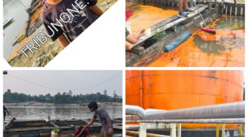 Dugaan Pencemaran CPO PT Kruing di Sungai Mahakam: Ikan Keramba Mati Mendadak DLH Tunggu Uji Lab Samarinda